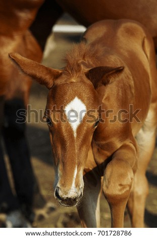small red foal with a white spot on his head stands in the paddock