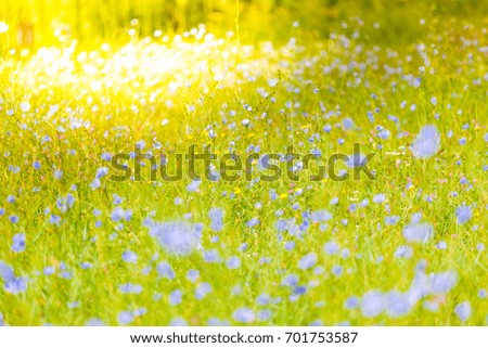 Wild flowers blooming spring summer field. Bright nature close up background