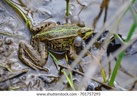 green frog
