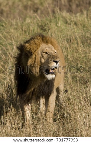 Male Lion on the Masai Mara, Kenya