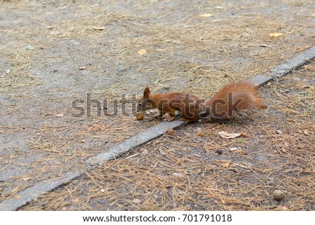 Red beam with a nut in the park. Animals