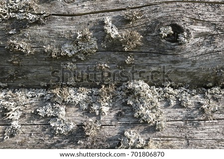 Wooden texture. The texture of old wood.