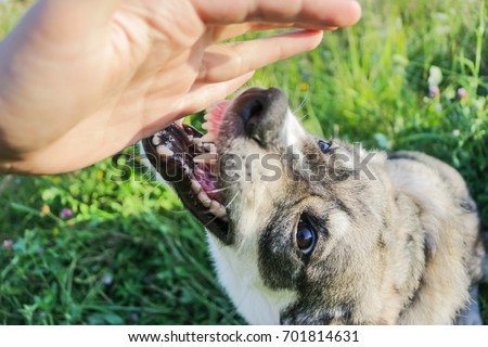 The dog attacks a person Royalty-Free Stock Photo #701814631