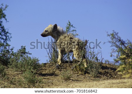 A young spotted hyena snoops around its den while waiting for mother to return with food.