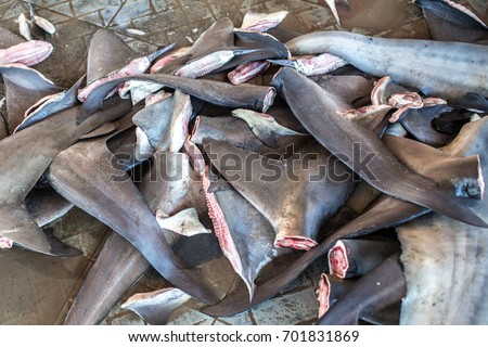 Pile of sharks fins from illegal fishing on a black market. Royalty-Free Stock Photo #701831869