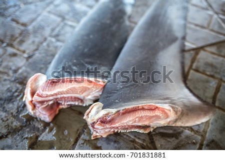 Sharks Fins from illegal fishing, endangered species. Royalty-Free Stock Photo #701831881