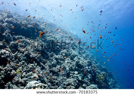 The picture shows the Red Sea coral reef near the city of Dahab, Egypt. There are different types of corals and fishes there.