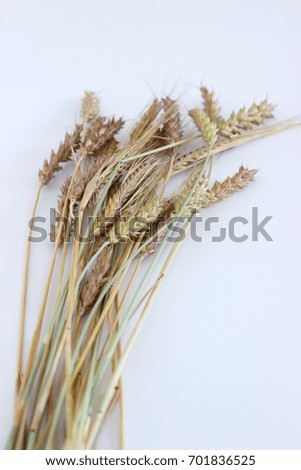 Spike wheat on wite background with a space for a text