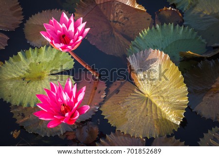 A beautiful pink water lilies floating with colorful leaves on a small artificial lake in an early morning in hot summer at sunrise.