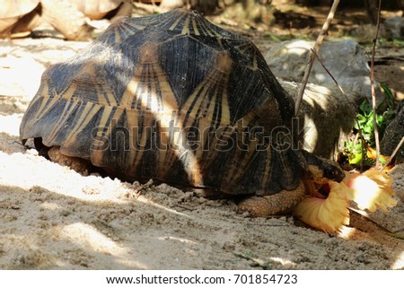 Radiated tortoise eating colorful flower and sunbathe on ground with his protective shell ,cute animal pictures make you smile