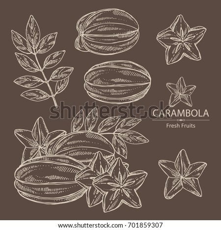 Collection of star fruit: carambola fruit, leaves and slice of carambola. Vector hand drawn illustration