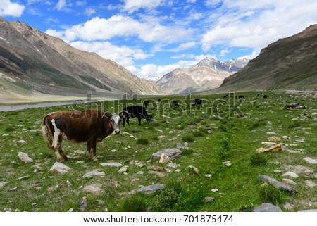 Cow on field in Zanskar, Ladakh, Northern India