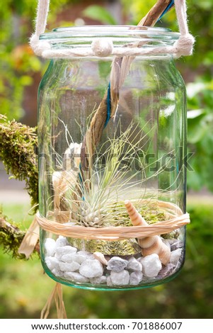 Tillandsia argentea, a airplant, decorative placed in a jar.