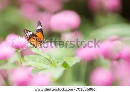 Butterfly and globe amaranth Pink background 