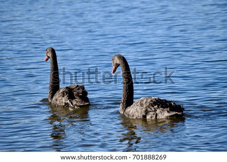 Couple of Australian black swans swimming away