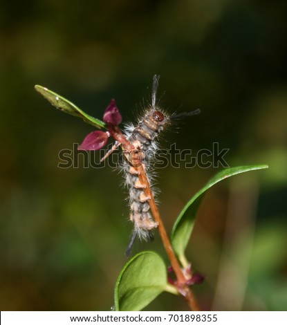 A photograph of a Tussock Moth Caterpillar on the stem of a leaf in Brisbane, Australia. 
