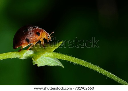 orange ladybug on green grass