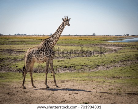 Giraffe with birds, Chobe National Park, Botswana