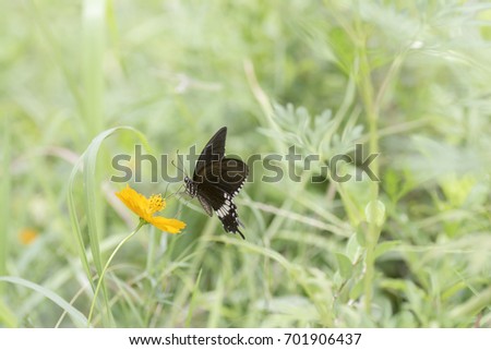 The Common Mormon butterflies sucking nectar from cosmo  flowers