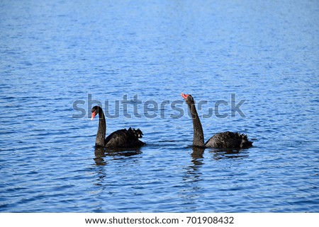 Australia black swans - romantic couple cruising the lake