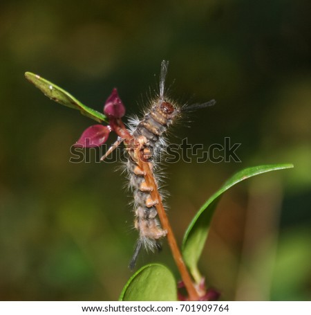 A photograph of a Tussock Moth Caterpillar on the stem of a leaf in Brisbane, Australia. 