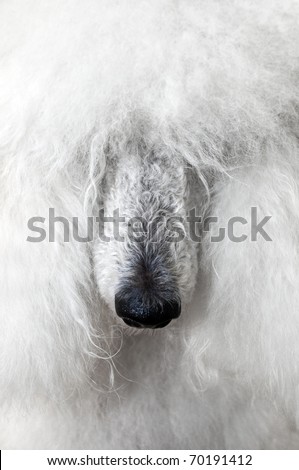portrait of the royal poodle with white fur