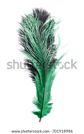Colored peacock feathers      