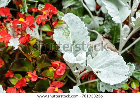 plant whit red flowers and white leaf