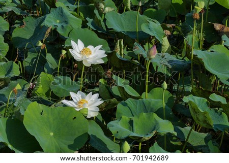 White lotus flower. Royalty high-quality free stock image photo of beautiful fresh white lotus flower. The background is the green leaf and yellow lotus bud in a pond. Peace scene in a countryside