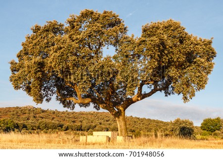 Holm oak. Quercus ilex.
