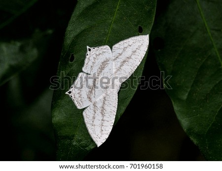 Close up White butterfly on leaf.