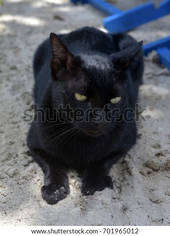 Black cat on the sand