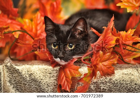 Black cat with orange pumpkins and autumn leaves