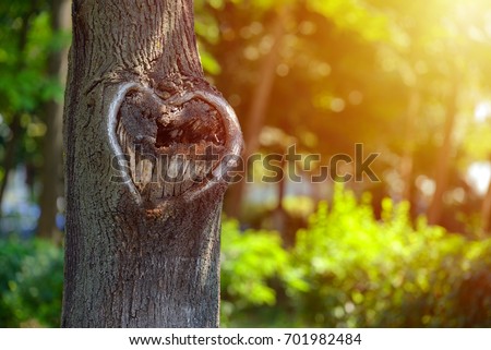 Natural heart shape in old rough wood crack tree texture against green vegetation