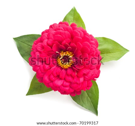 Flowers with petals isolated on white background