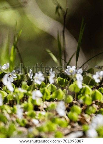 fresh white flowers and blossoms in spring blooming in natural environment with insects - vertical, mobile device ready image