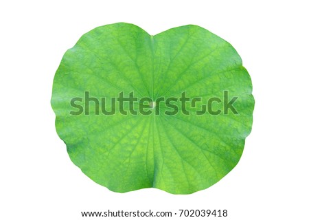 Lotus leaf isolated on white background with clipping path Royalty-Free Stock Photo #702039418