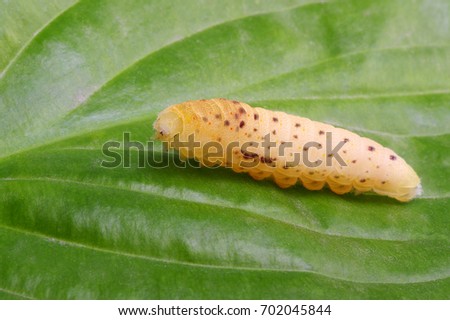 Caterpillar on a white background close up 