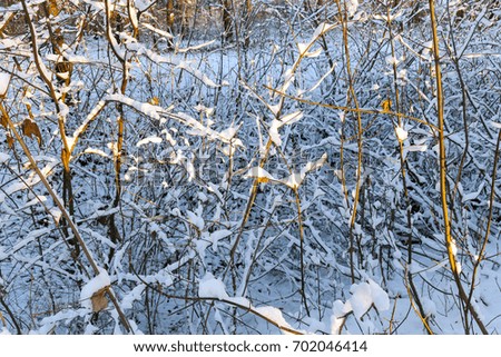 trees growing in nature in winter. The branches are covered with snow after the last snowfall. Autumn season, the time of sunset. Small depth of field.
