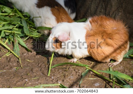 Guinea pig eating green grass in the Zoo.Thailand