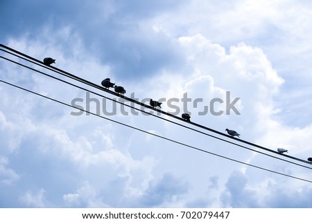 Many doves are clutch on a cable line with a beautiful sky image is background. Birds clutch on cable line. Minimal concept.