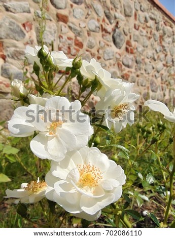 macro photo with a decorative background texture of delicate garden flowers roses with petals of white shade of color as the source for design, advertising, print, posters, interiors, photo shop