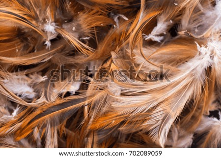 Chicken Feathers Close-Up background.