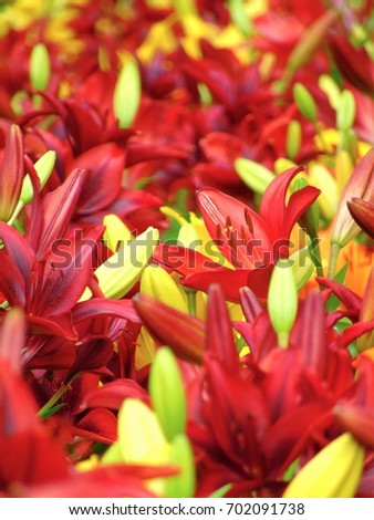 macro photo with a decorative texture background garden flowers lilies bright red and yellow shade of color as the source for design, advertising, print, poster, decoration, photo shop,