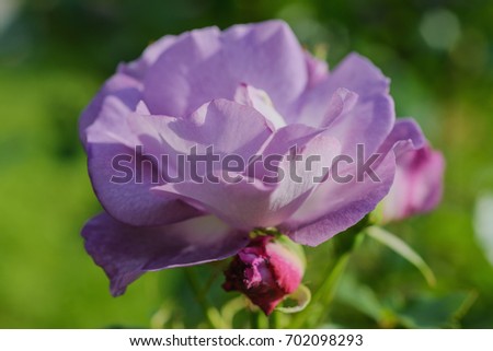 Background flowers- beautiful rose bloom in the park. Blur- great bokeh.