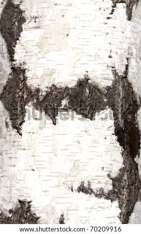 Texture of birch bark, background,