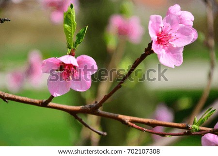 Pink flower on the tree
