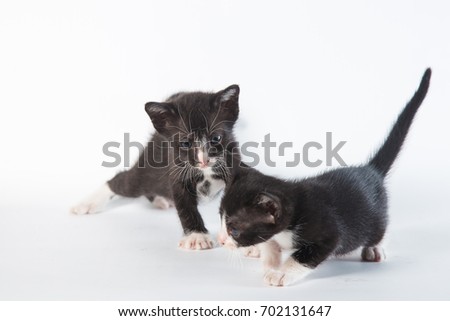 two cute baby black and white kitten isolate on white background