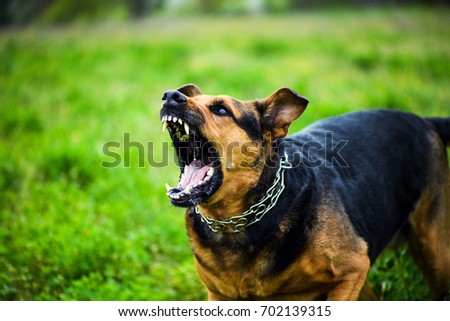 Angry dog Royalty-Free Stock Photo #702139315