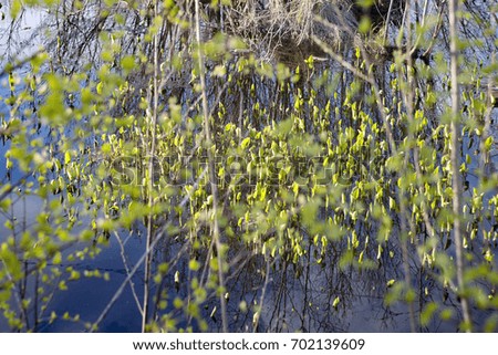 Natural texture of green water lilies and leaves on blue water, which reflects the sky and branches of trees. In summer, in sunny weather.